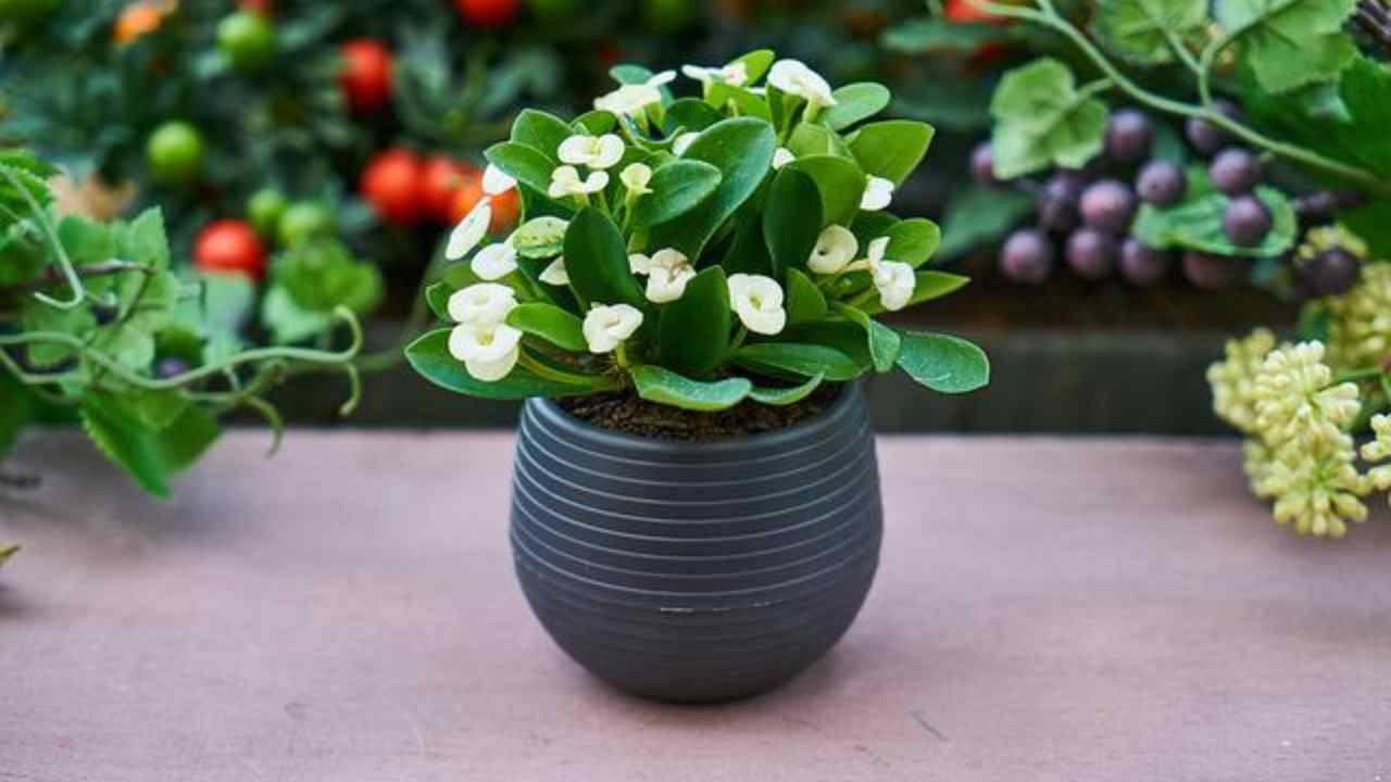 piante mettere vaso